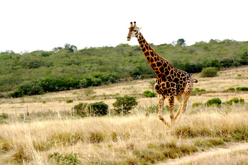 a giraffe galloping