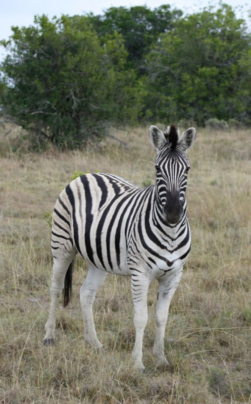 Eastern Cape photo 97