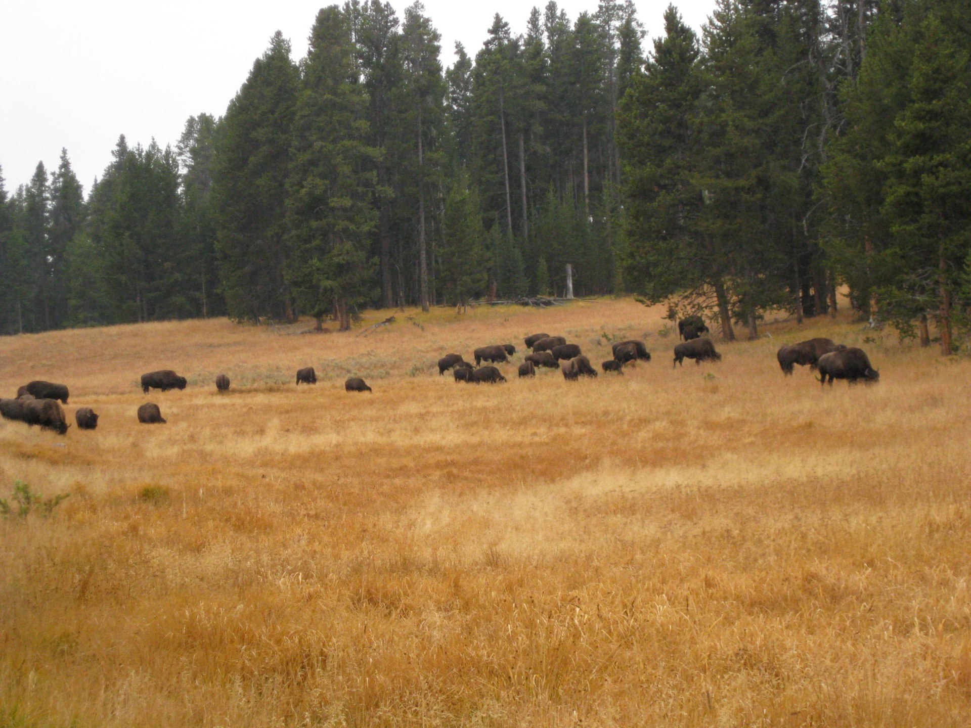 Buffalo heard