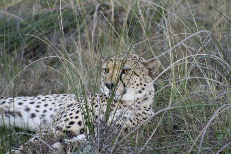 Eastern Cape photo 53