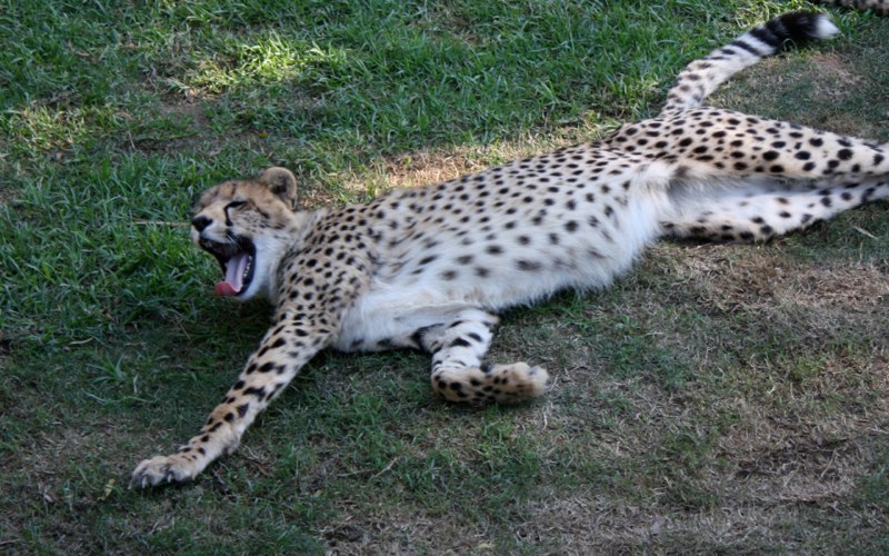 A Cheetah
