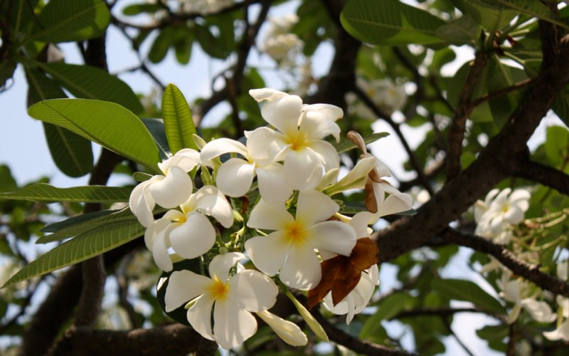 My favorite flower
