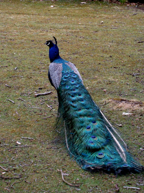 AUS-Tasmania photo 24