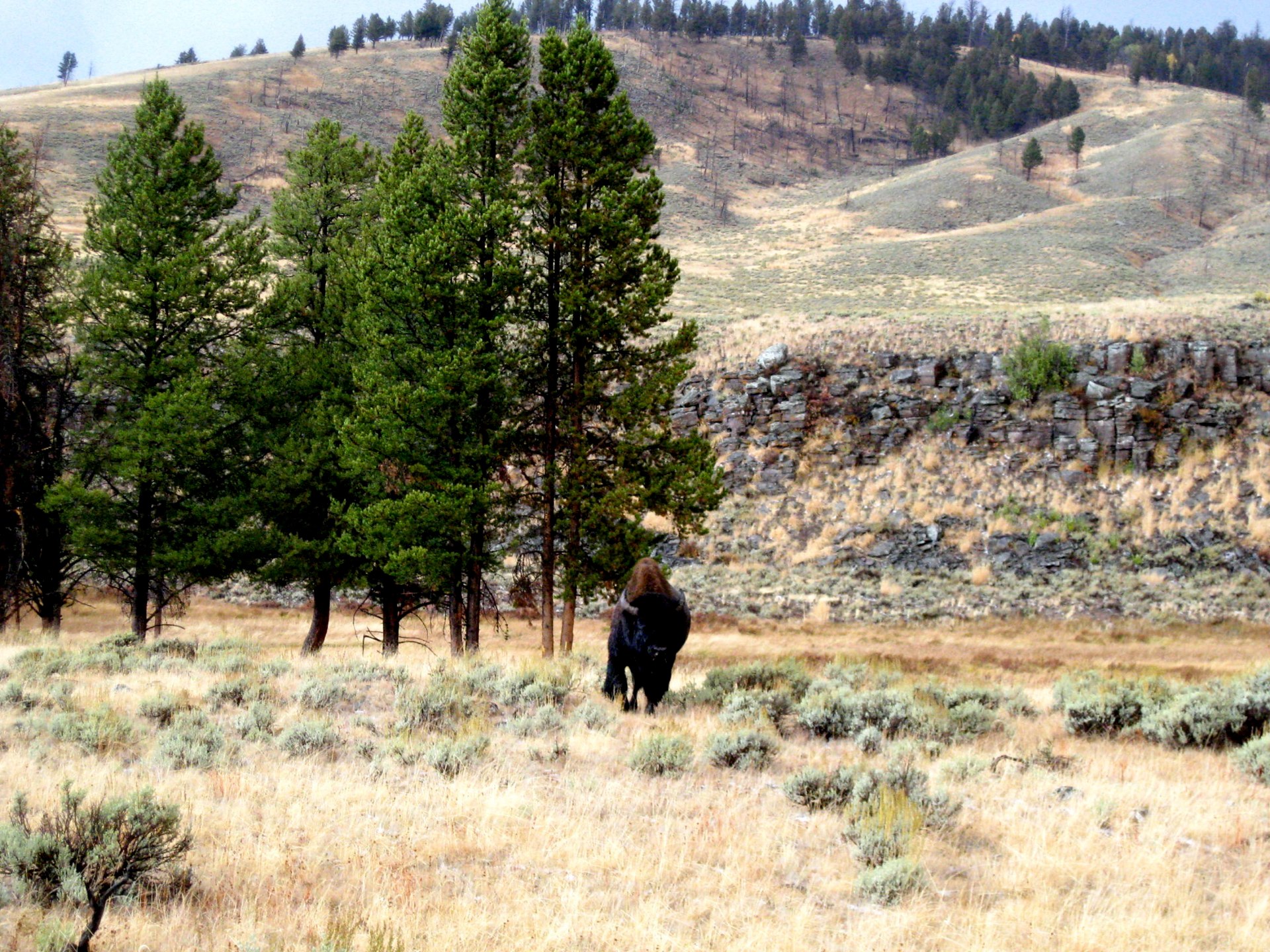 Here comes a bison