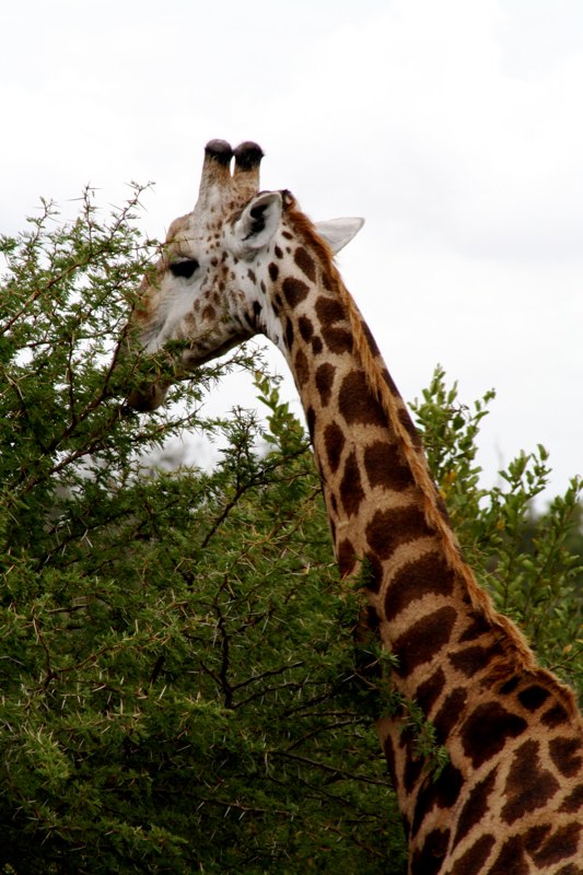 Kruger Park photo 27