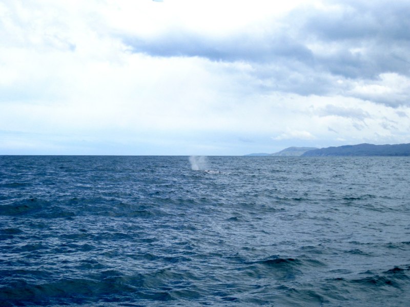 We spot a WHALE