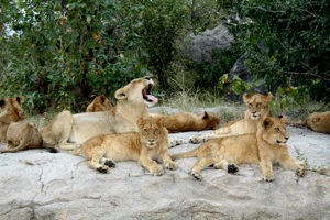 Kruger national Park