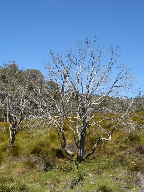 AUS-Tasmania photo 39