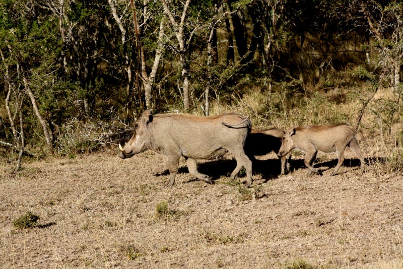 Warthogs