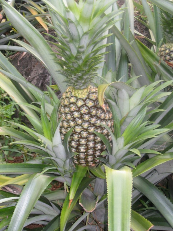 Pineapple