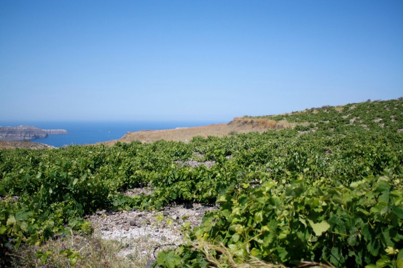 Grapes growing without any support