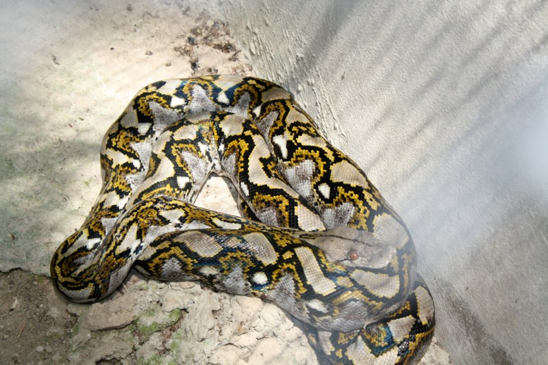 Python