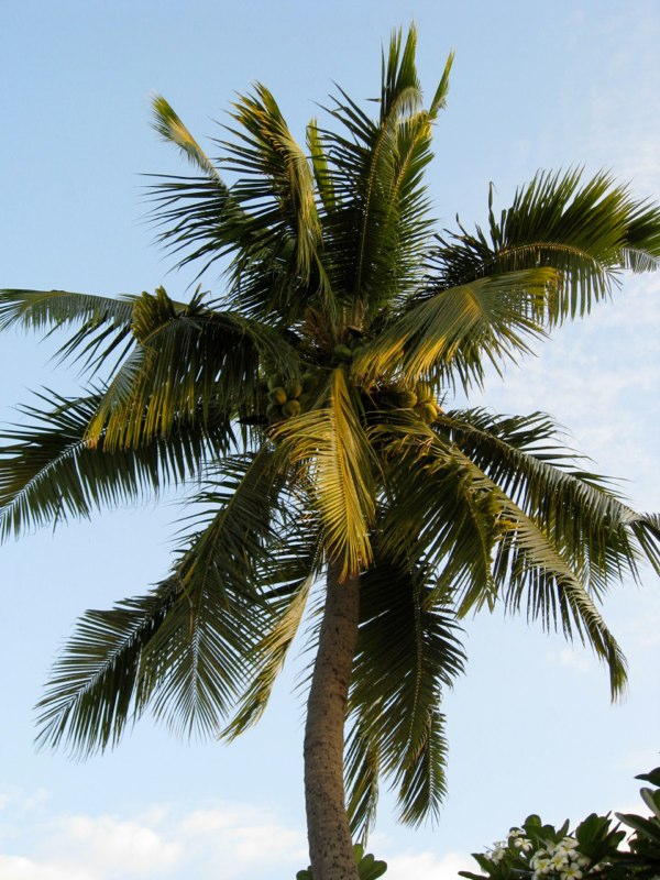 Fiji photo 6