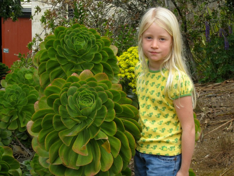 Big flowers