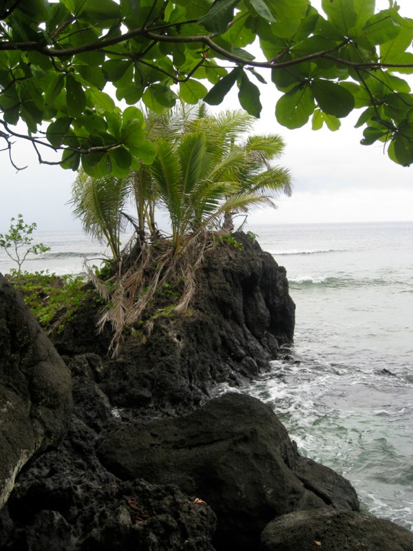 Palm growing on a rock