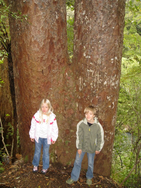 Twin tree