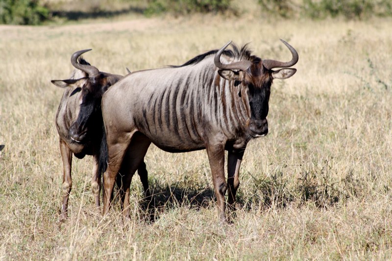 Kruger Park photo 60