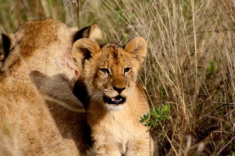 lion cub