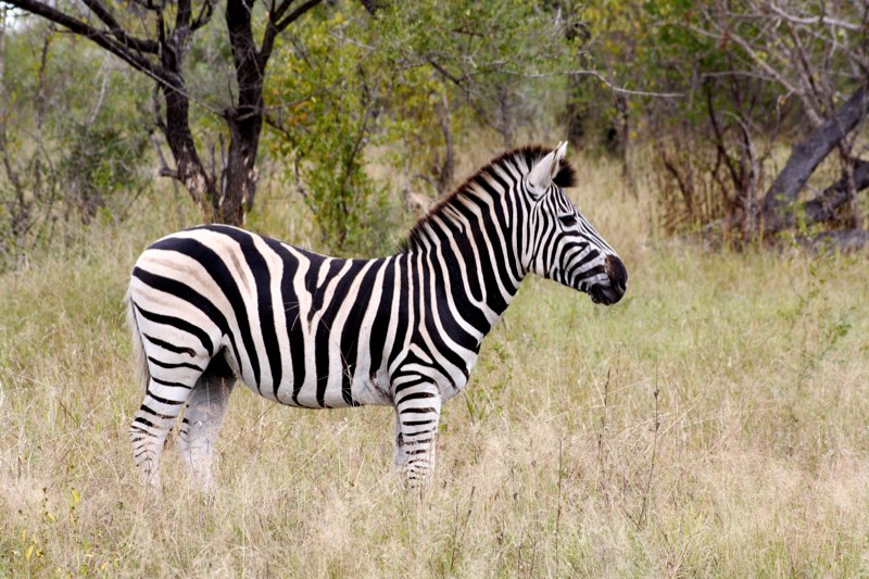 Kruger Park photo 26