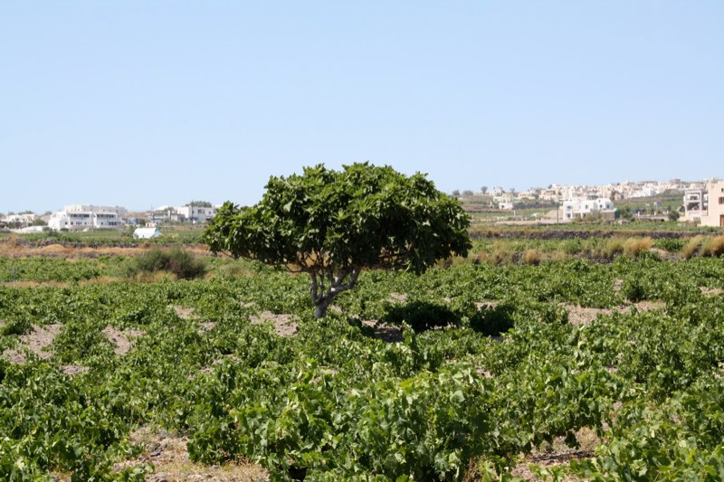 Santorini photo 41