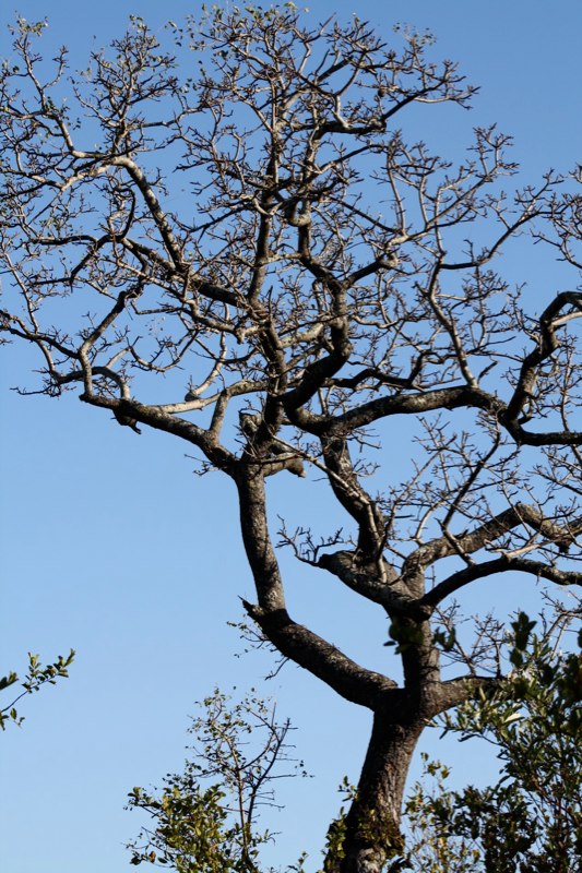 Kruger Park photo 58