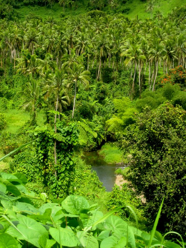 Fiji, Taveuni photo 16