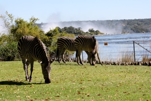 Zambia