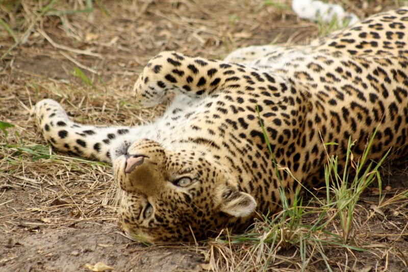 Kruger Park photo 40