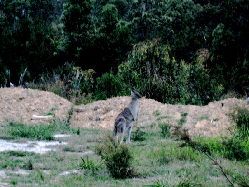 Our first Kangaroo