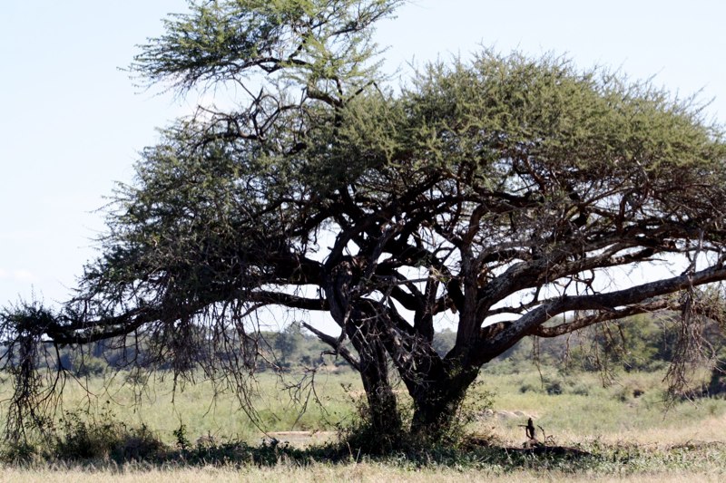 Kruger Park photo 69