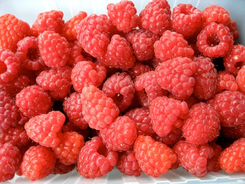 Look at this super yummy raspberries