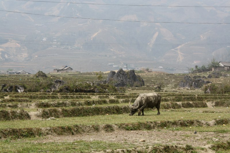 Water buffalo