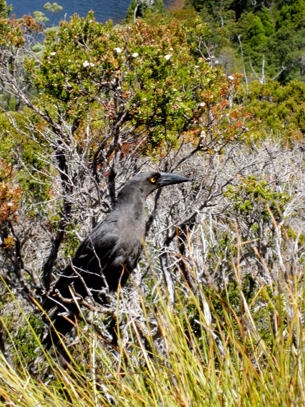 AUS-Tasmania photo 59