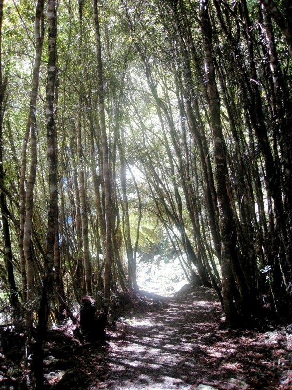 The forest we got lost in