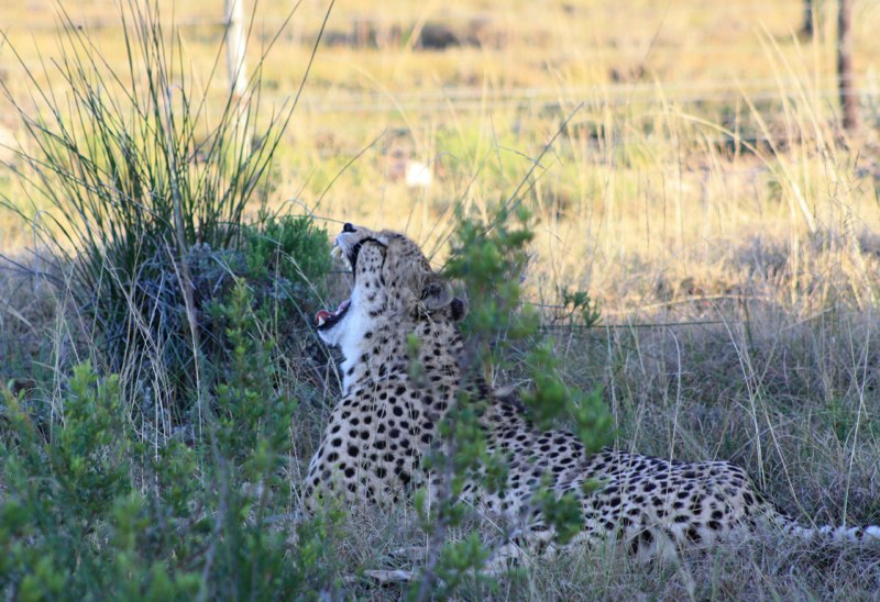 Eastern Cape photo 51