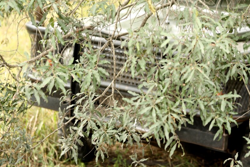 Our safari car