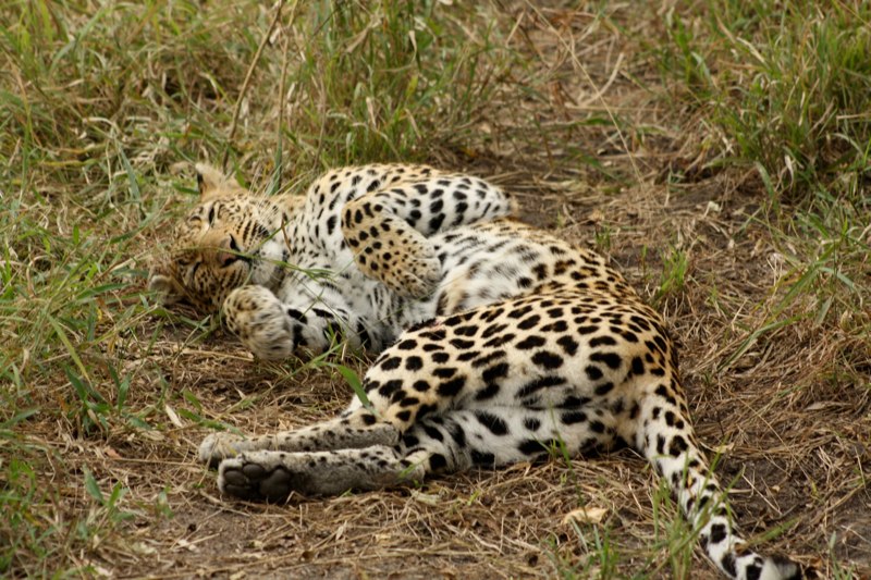 Kruger Park photo 32