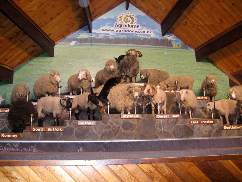 19 rams