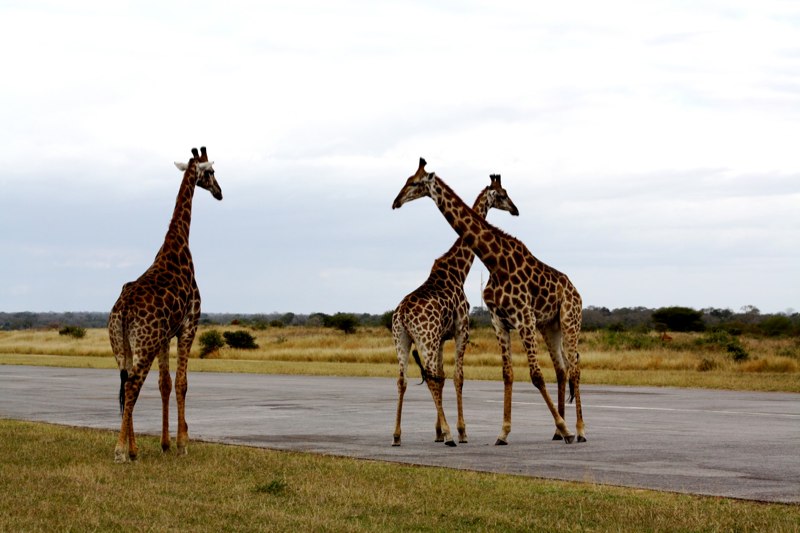 Giraffes on the runway!!