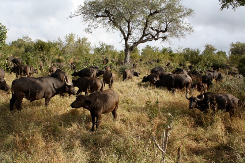 More cape buffalos