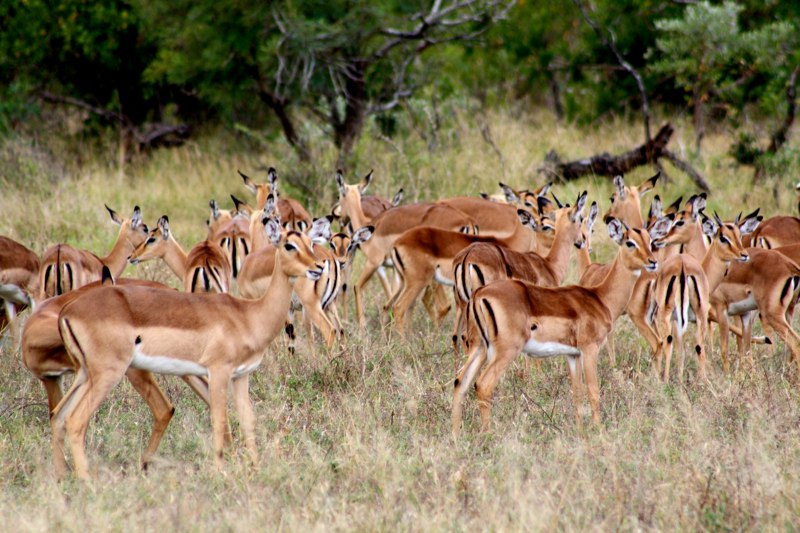 Impalas