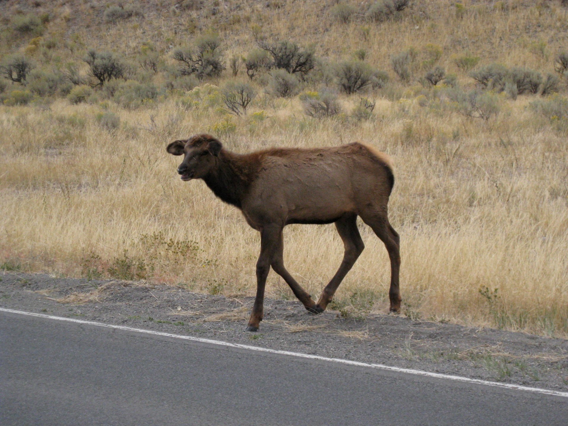 Wildlife everywhere