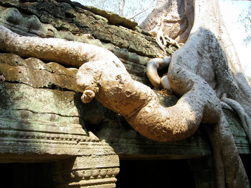 The roots where enorumous