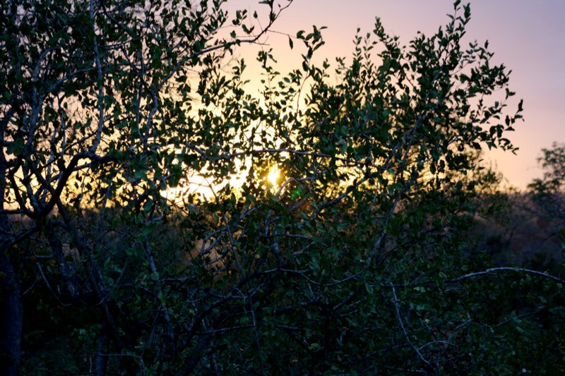 Kruger Park photo 54