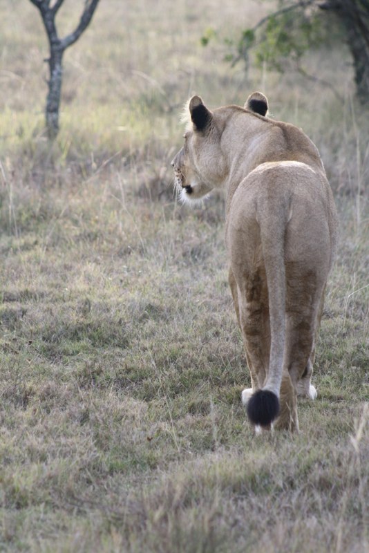 Hunting...