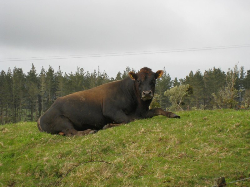 two toned bull