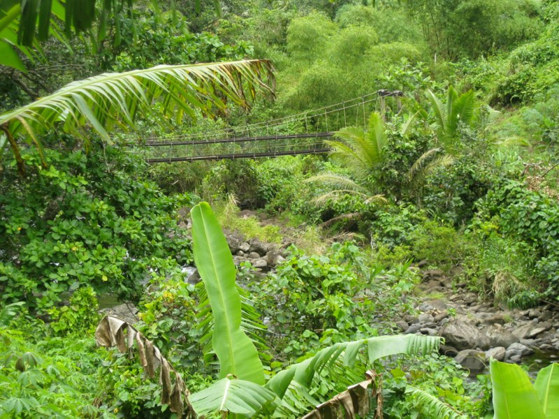 Bridge in the jungle