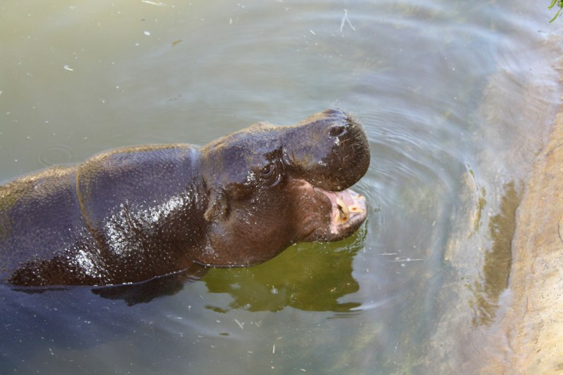 A miniature Hippo!