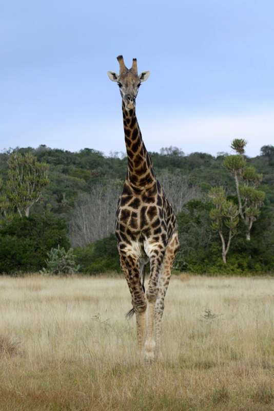 Eastern Cape photo 80